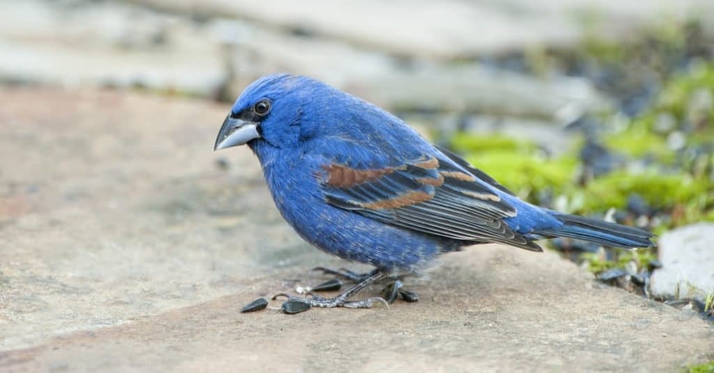 Frosone blu maschio che si siede su una roccia