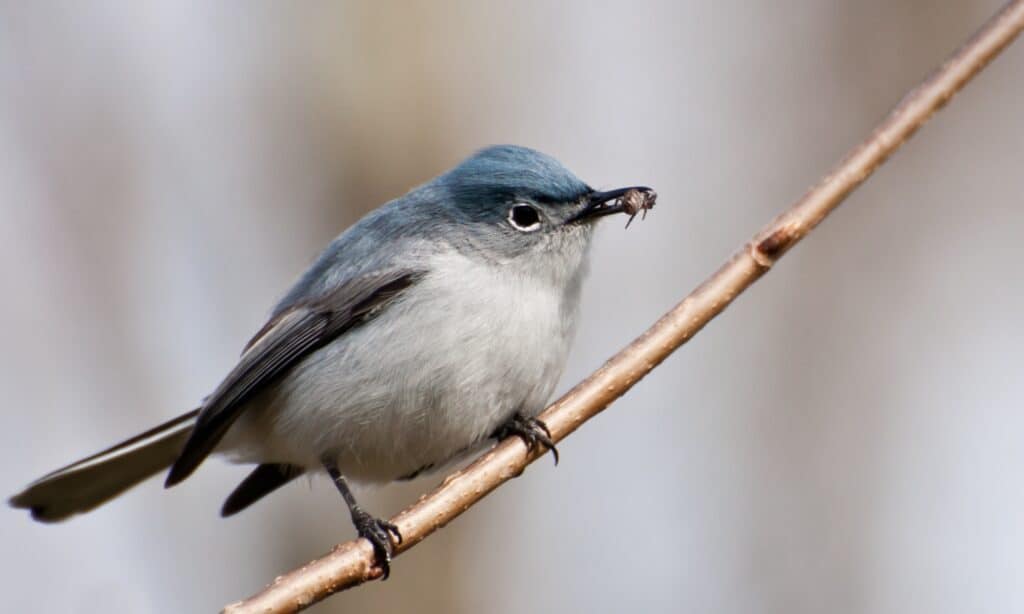 Un primo piano di uno Gnatcatcher grigio-blu.  Le sue lunghe penne della coda contengono sia piume bianche che nere.