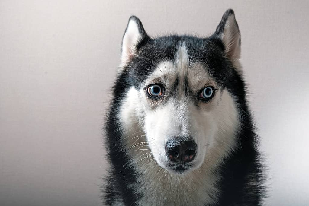 Siberian Husky sembra ansioso.