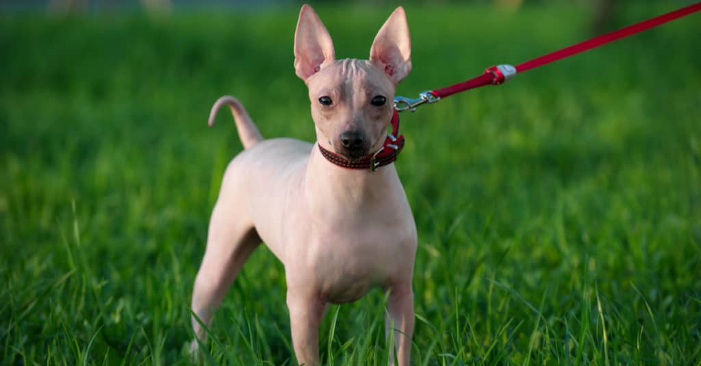 American Hairless Terrier in piedi nell'erba