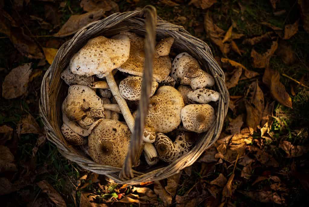 Un cesto pieno di funghi ombrelli nel bosco
