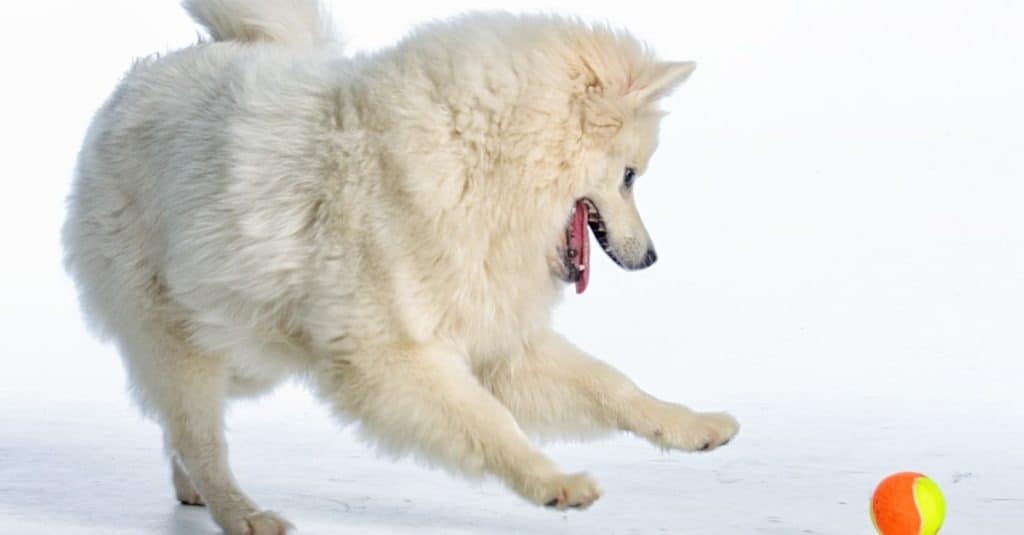 Cane eschimese americano isolato