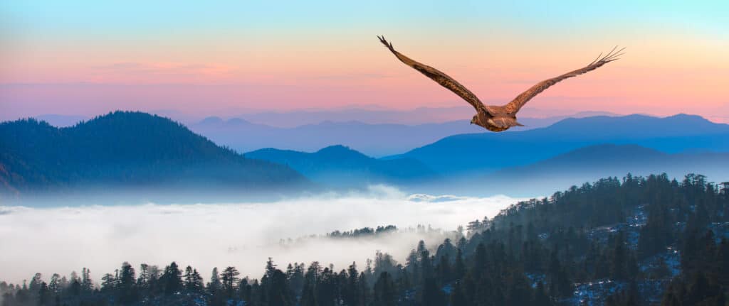falco dalla coda rossa
