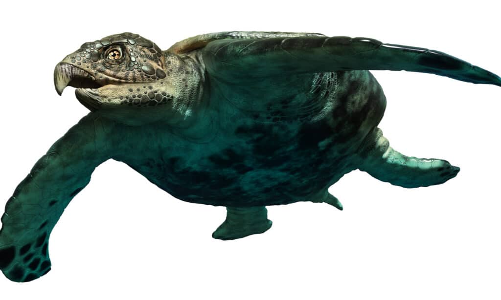 Rendering 3D della tartaruga Archelon su sfondo bianco