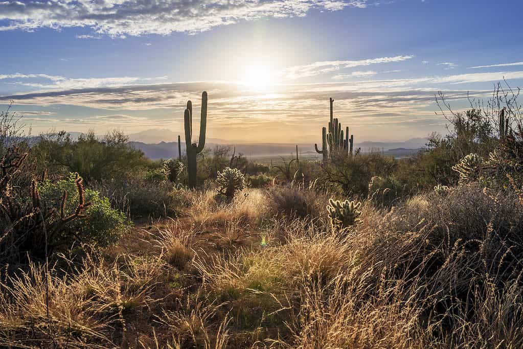 Paesaggio del deserto di Sonora
