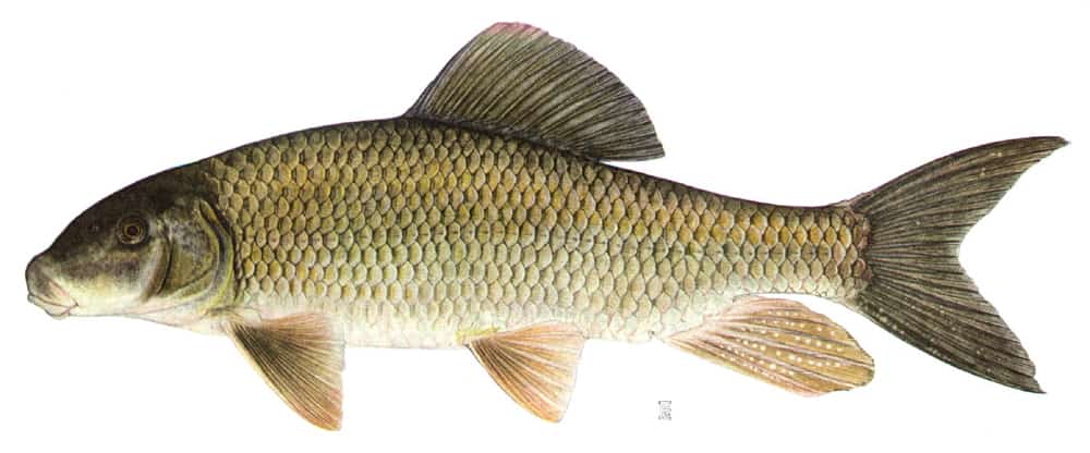 Silver redhorse pesce d'acqua dolce che si nutre di fondo