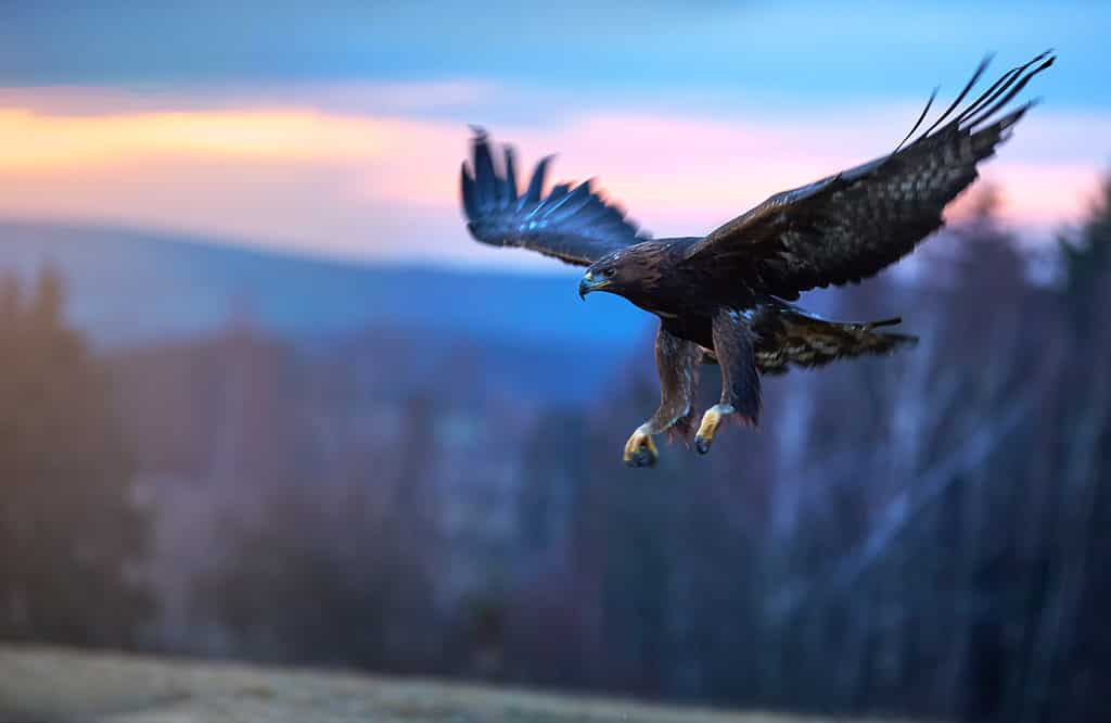 L'aquila con le ali spiegate vola dentro con lo sfondo del tramonto