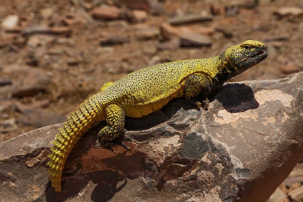 Uromastyx nigriventris