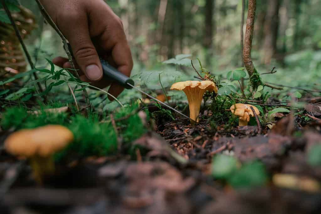 Funghi da taglio a mano umana con cesoie