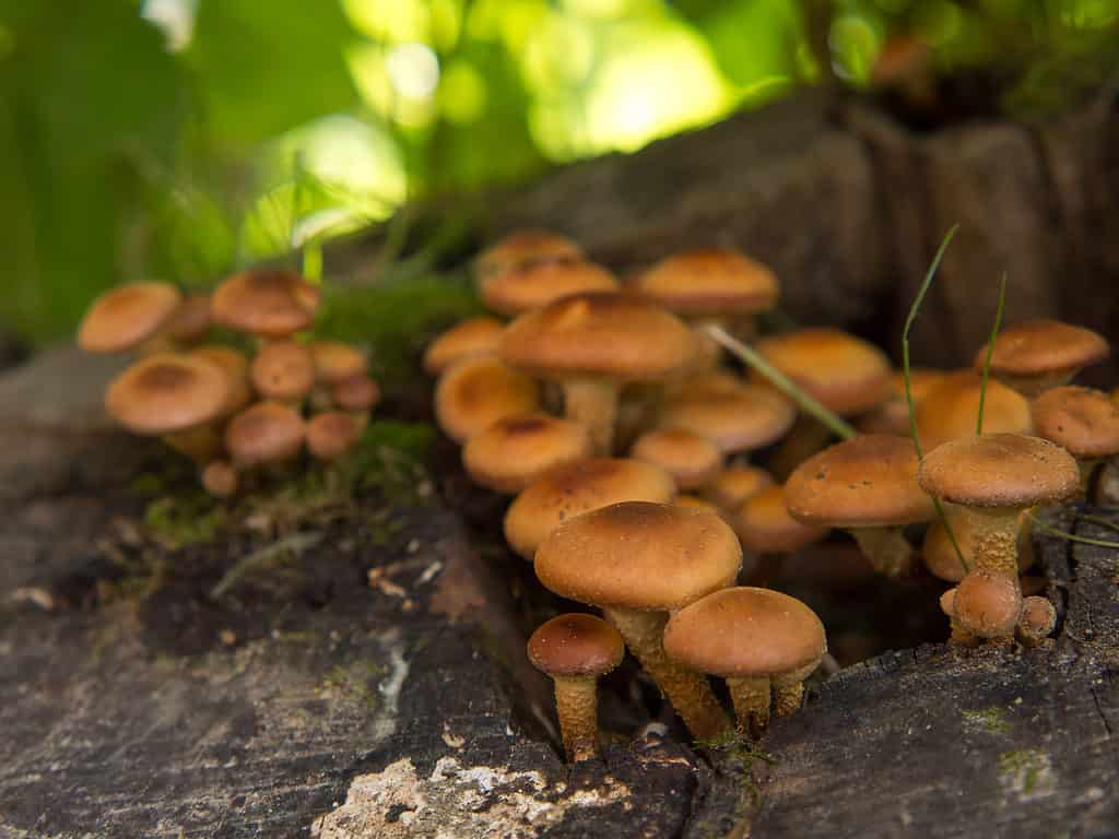 Funghi di miele o armillaria mellea che crescono dal ceppo di un albero in grappoli