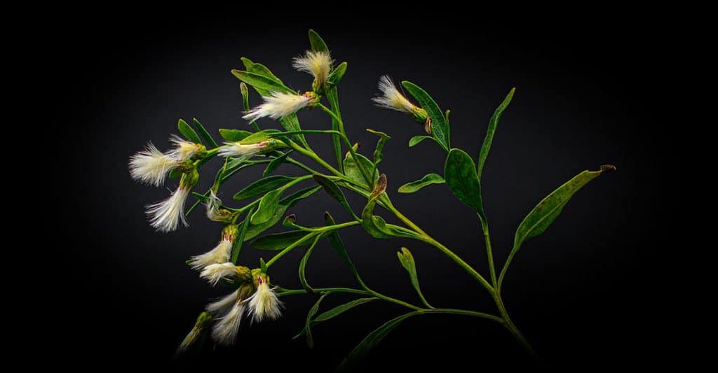 baccaride orientale