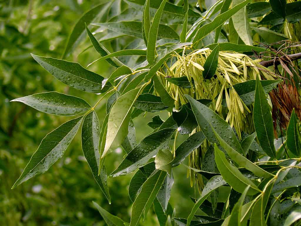 Cenere verde