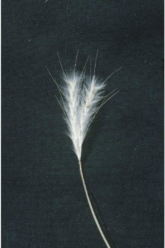 Andropogon ternarius