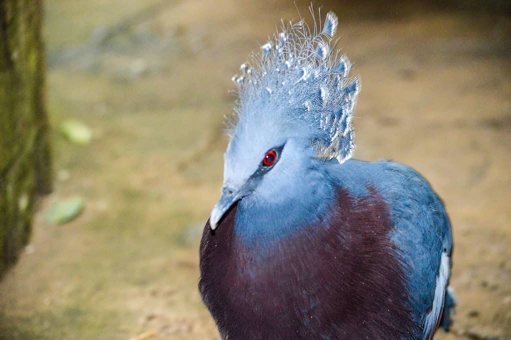 piccione dalla corona blu