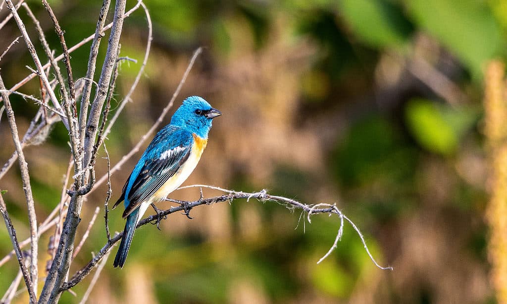 Lazuli Bunting, animale, animale selvatico, bellezza naturale, uccello