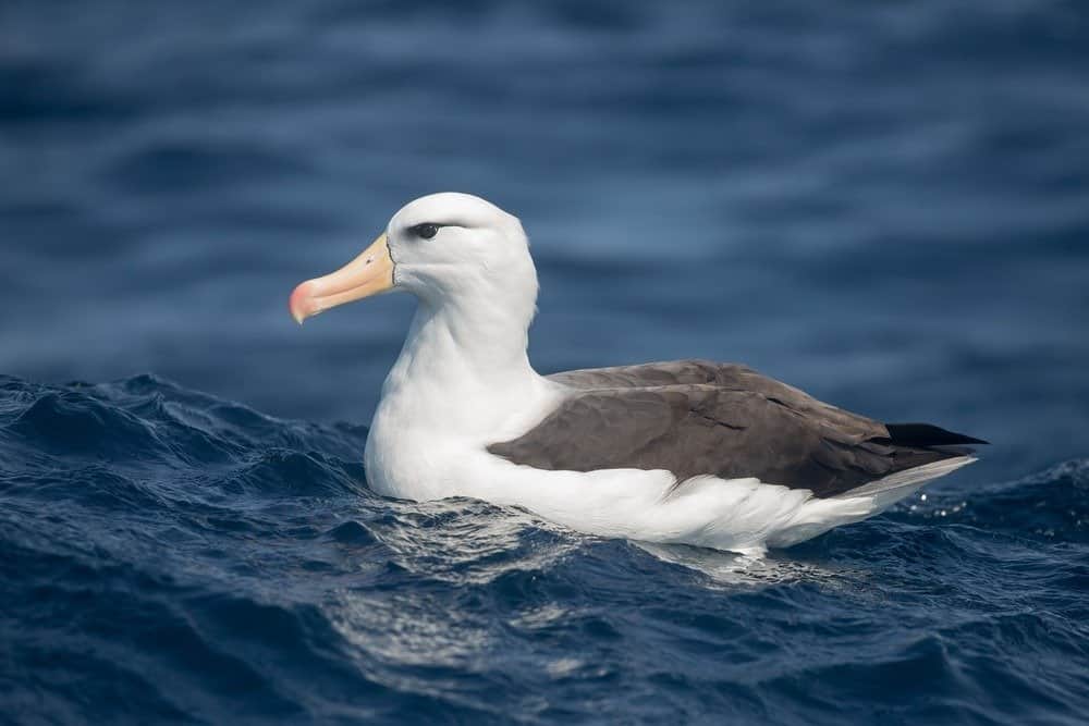 Un albatro dai sopraccigli neri adulto (Thalassarche melanophrys) che riposa su un mare blu, Sud Africa
