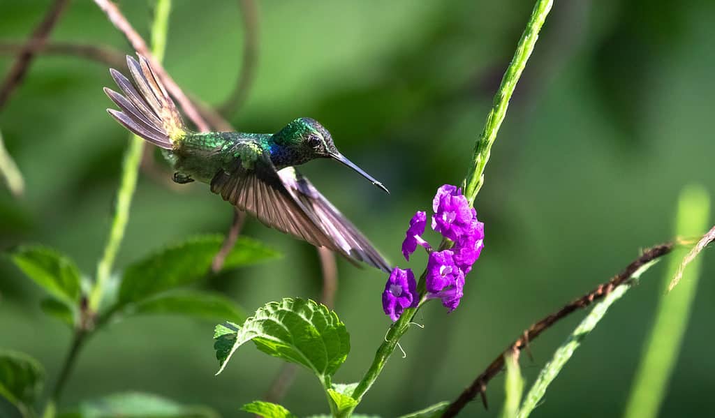 Violetta messicana