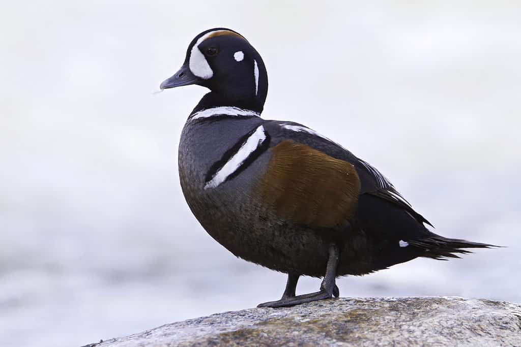 Anatra Arlecchino