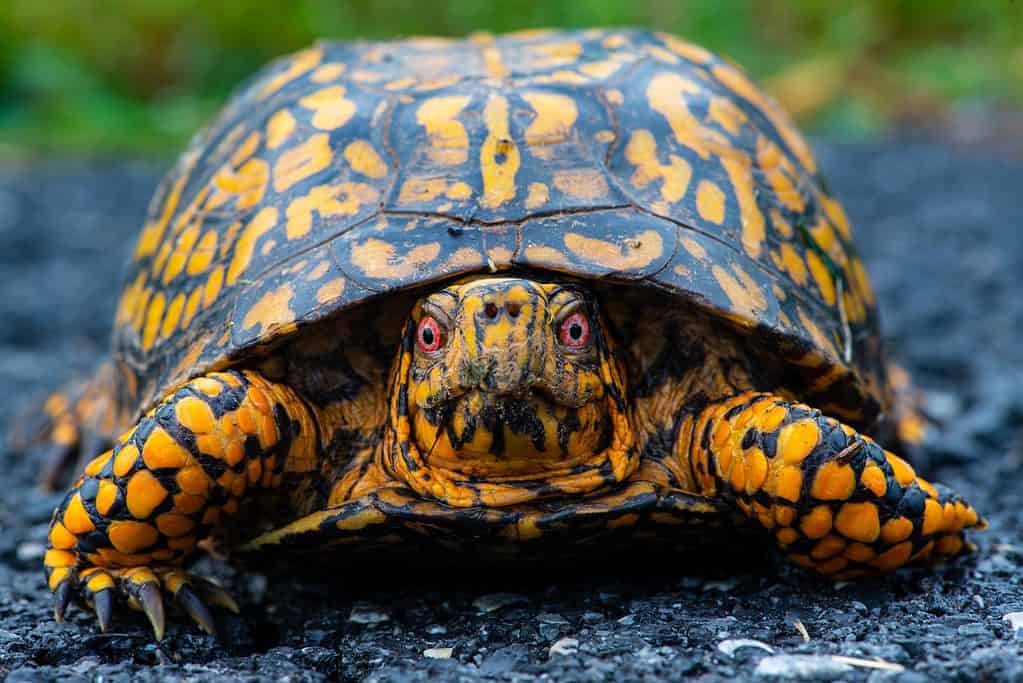 tartaruga scatola nordamericana