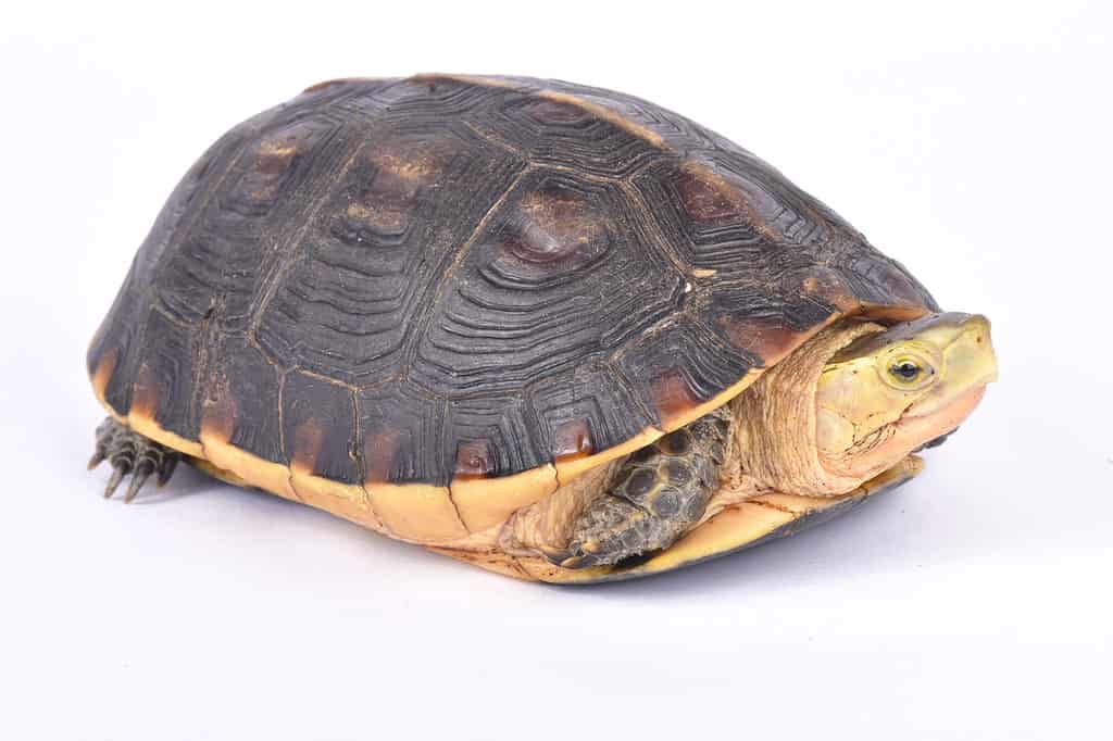 Tartaruga scatola cinese