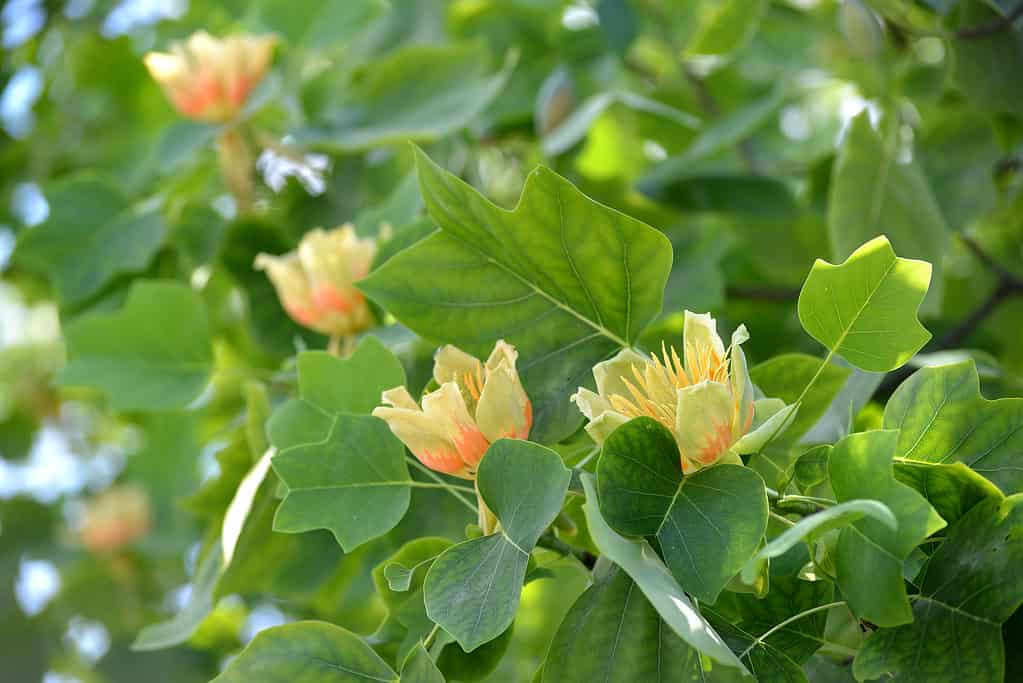 Albero dei tulipani