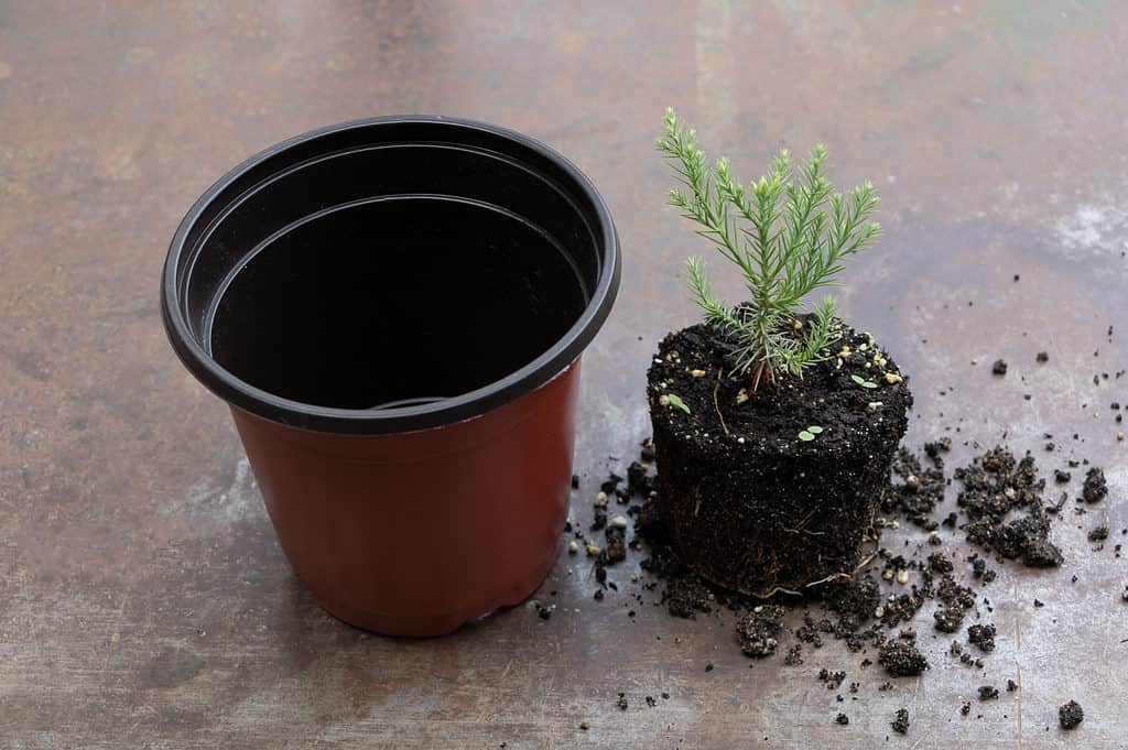 Rinvasare un Bonsai