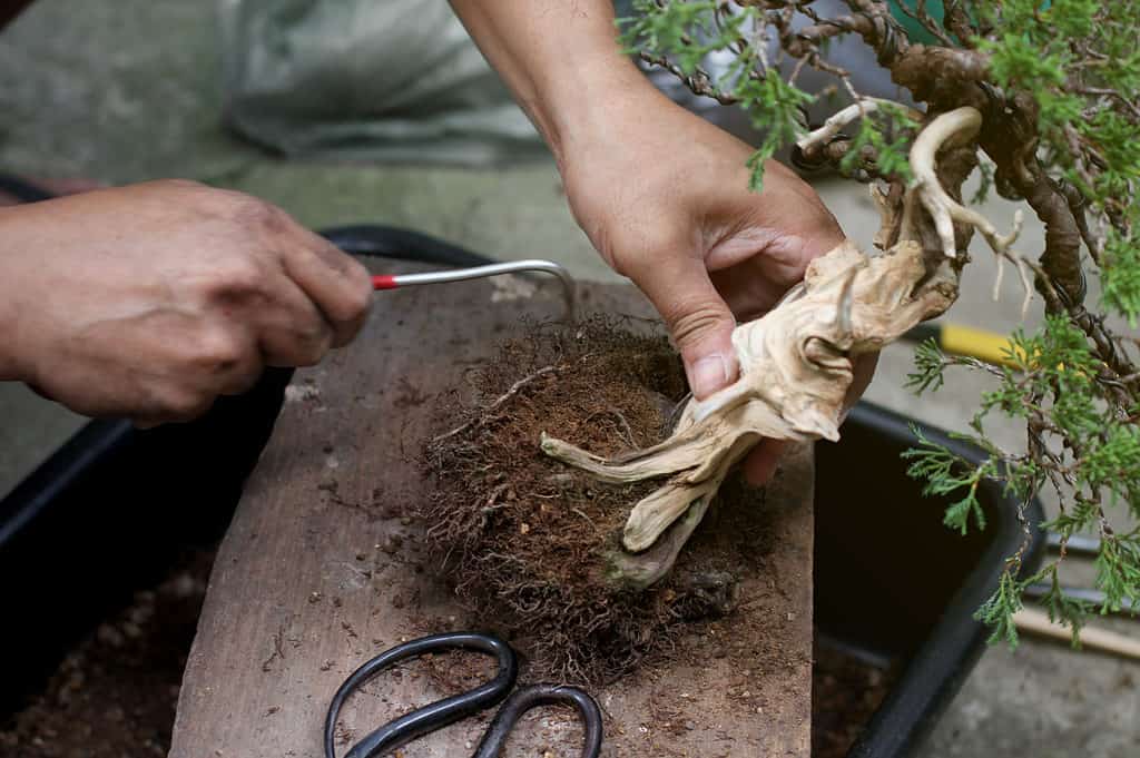 Bonsai legno morto