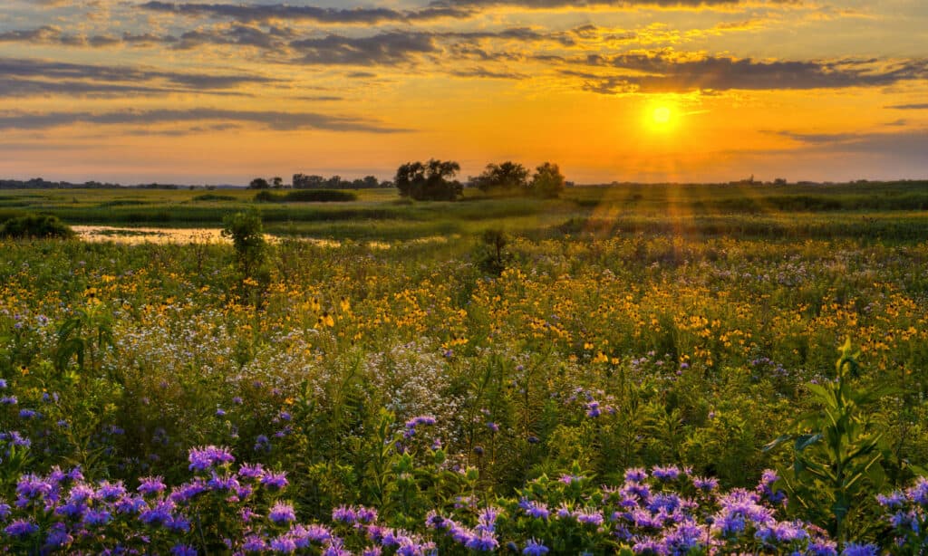 Prateria dell'Illinois