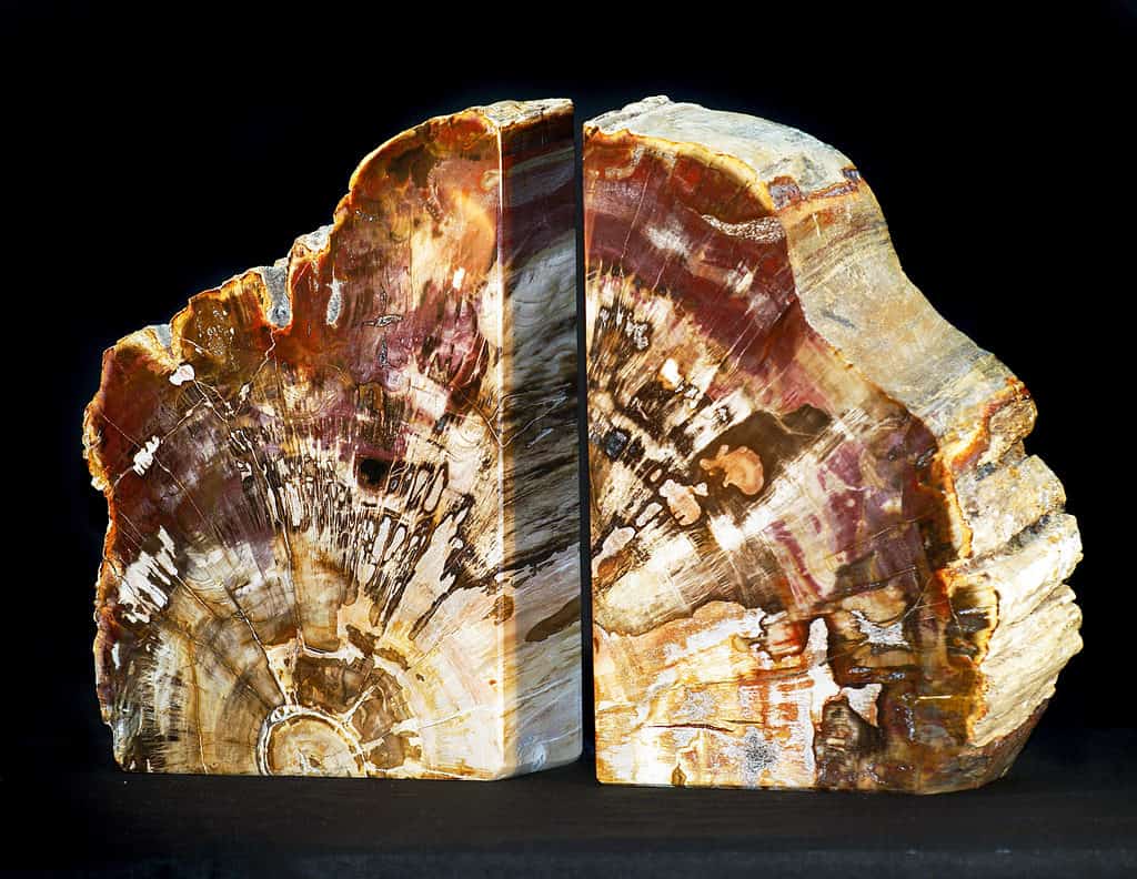 legno pietrificato o legno fossile