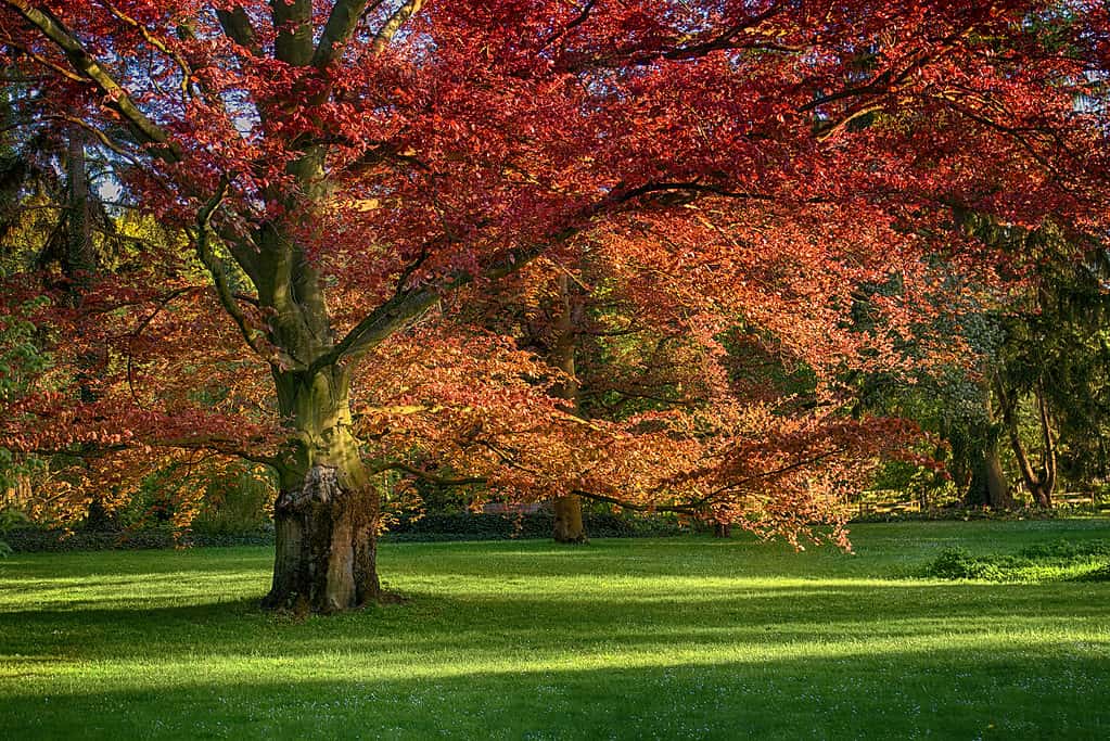 quercia rossa (Quercus rubra) 
