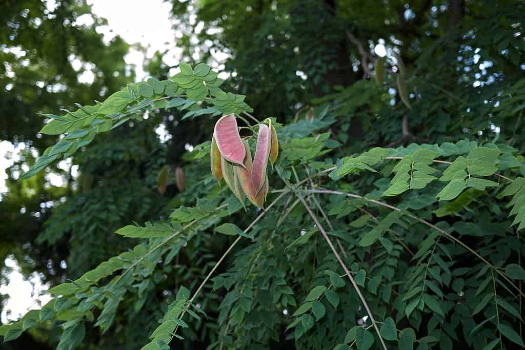 La pianta del caffè del Kentucky