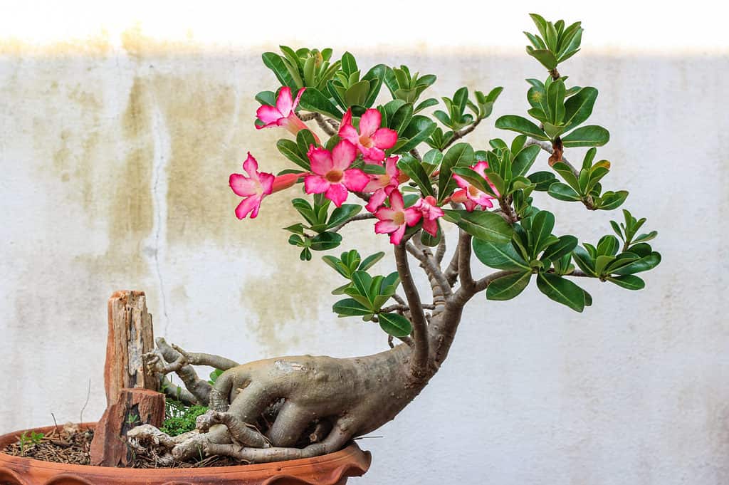 Bonsai in fiore