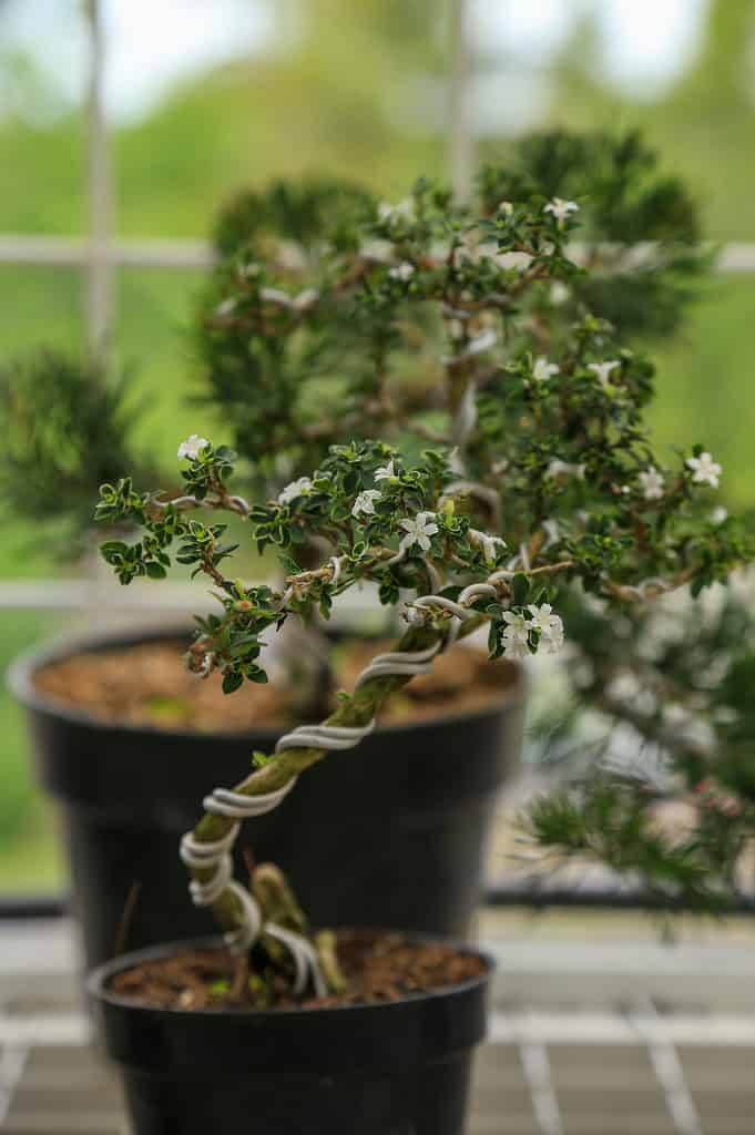 Bonsai in fiore