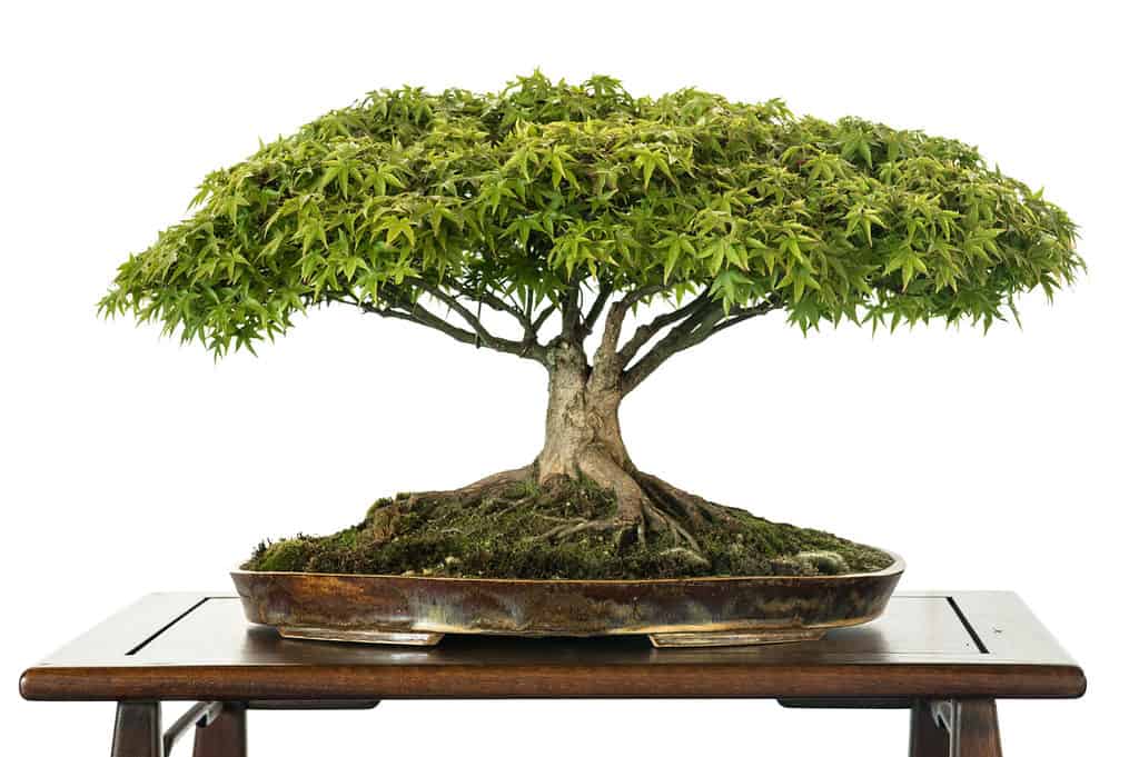 Bonsai in fiore