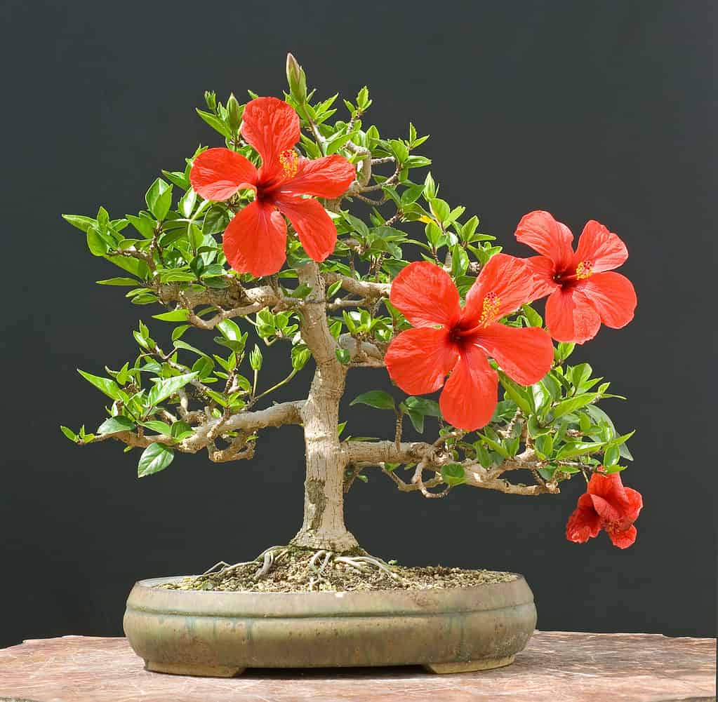 Bonsai in fiore