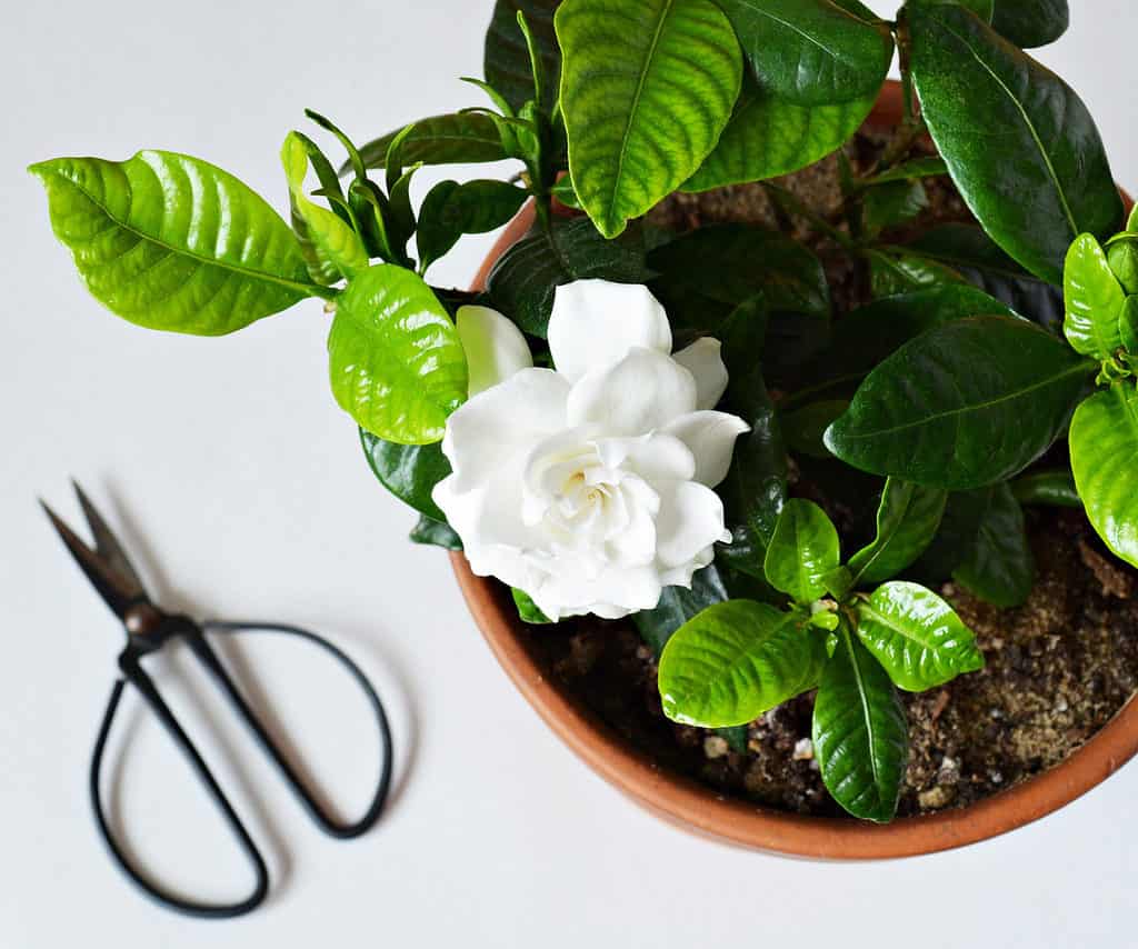 Bonsai in fiore