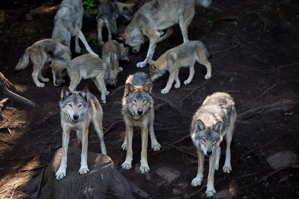 Un branco di lupi grigi (Canis Lupus)