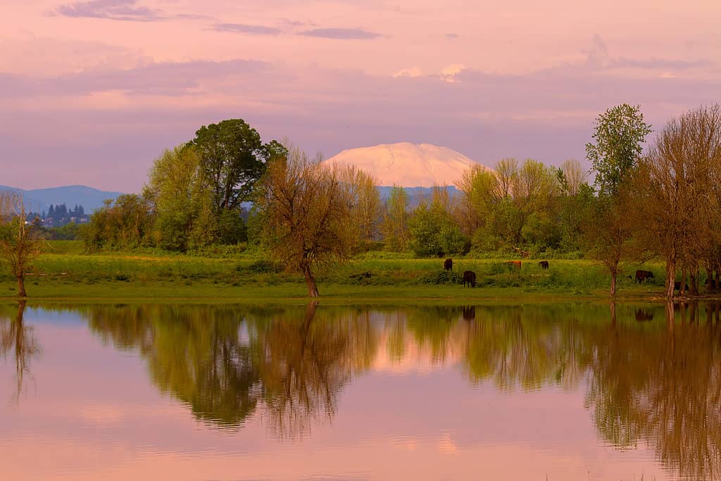 Isola di Sauvie