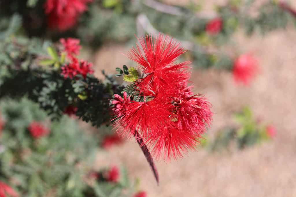 Fiori di fata spolverino