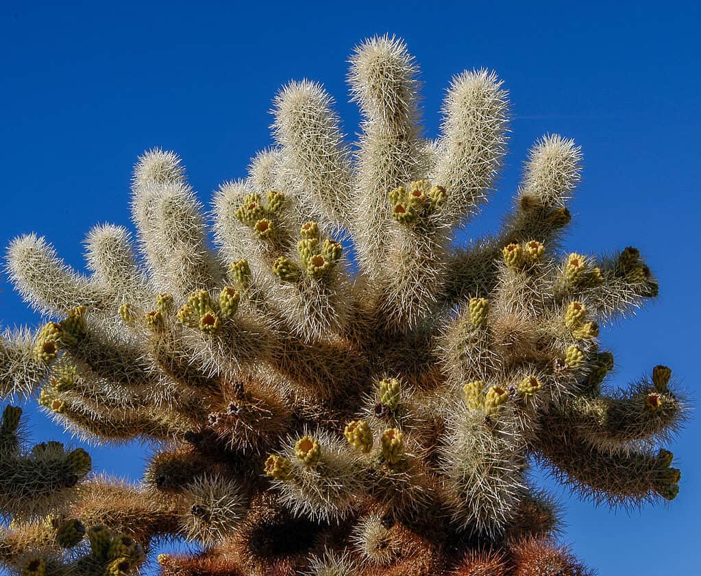 Orsacchiotto Cholla
