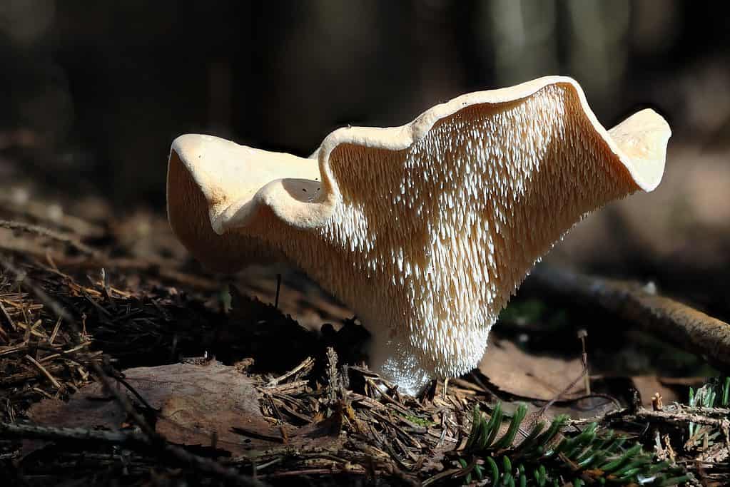 Fungo riccio giallo (Hydnum repandum).