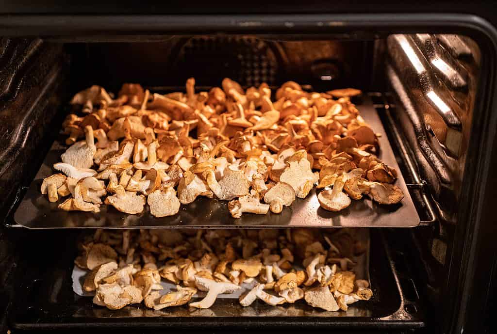 Funghi riccio (Hydnum repandum) al forno