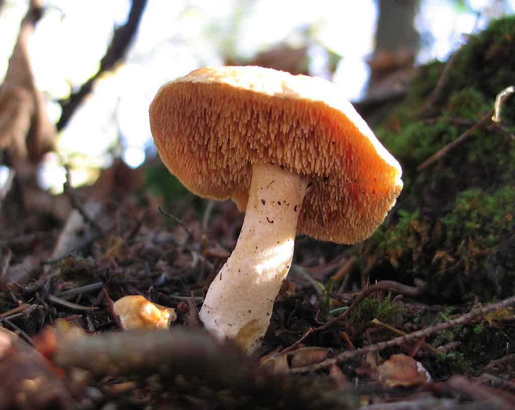 Fungo riccio (Hydnum umbelicatum) con spine sotto il cappello