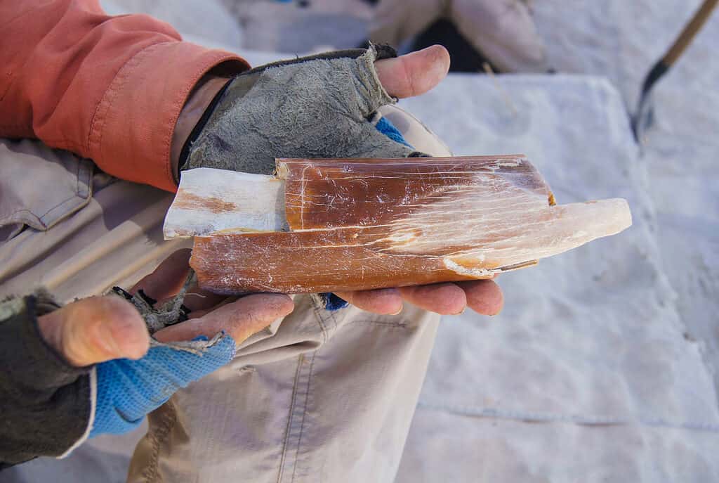 Fossili di elefanti