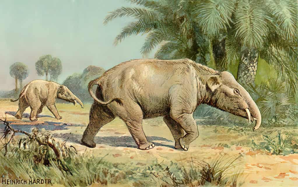 Paleomastodonte