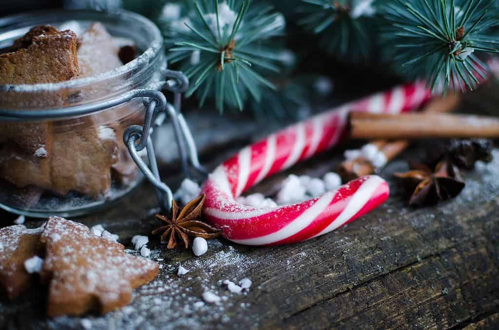 Un bastoncino di zucchero con biscotti di pan di zenzero