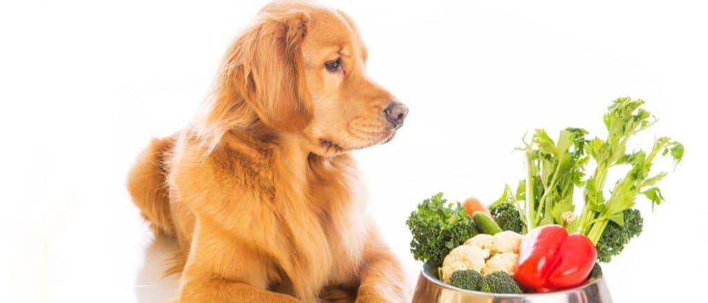 Il miglior cibo biologico per cani