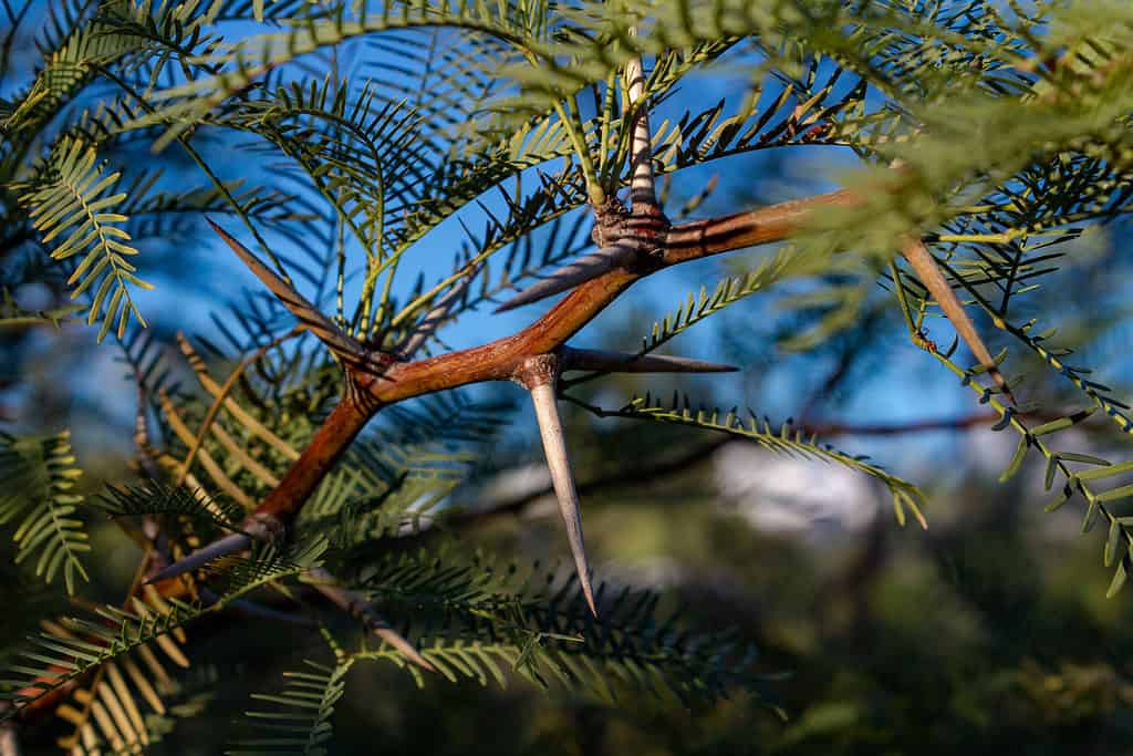 I rami dell'albero di acacia biancospino sono protetti da spine bianche lunghe fino a un pollice. 