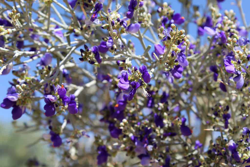 Bellissimi fiori viola compaiono sull'albero del fumo per circa una settimana all'inizio dell'estate.