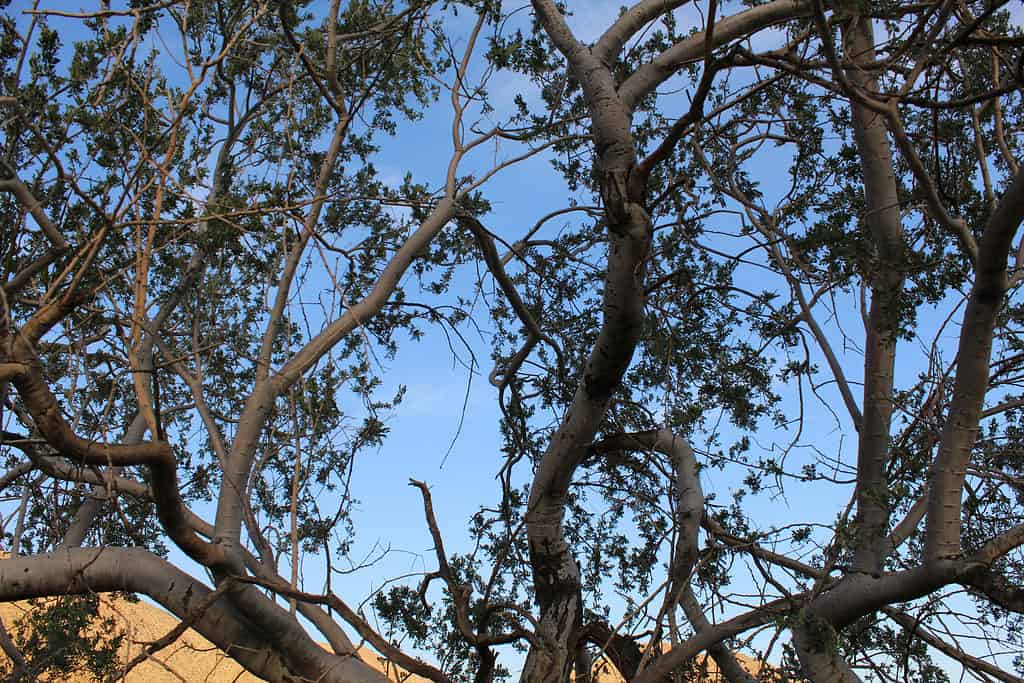 Quando è completamente cresciuto, il Desert Ironwood può raggiungere un'altezza di 30 piedi.